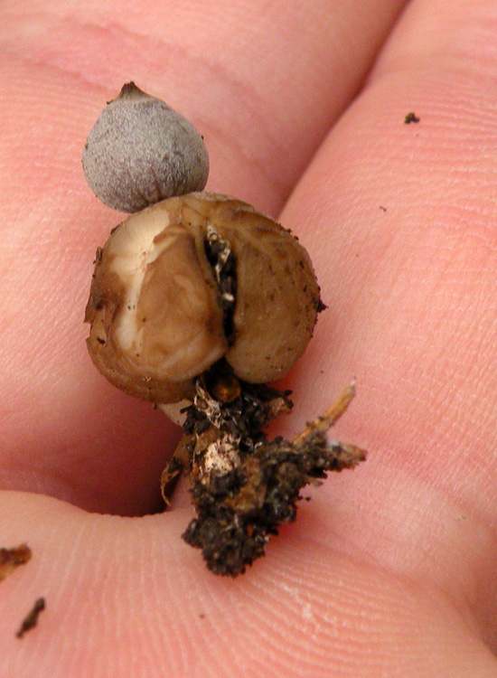 Geastrum fimbriatum?